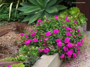 Pelargonium hybrid